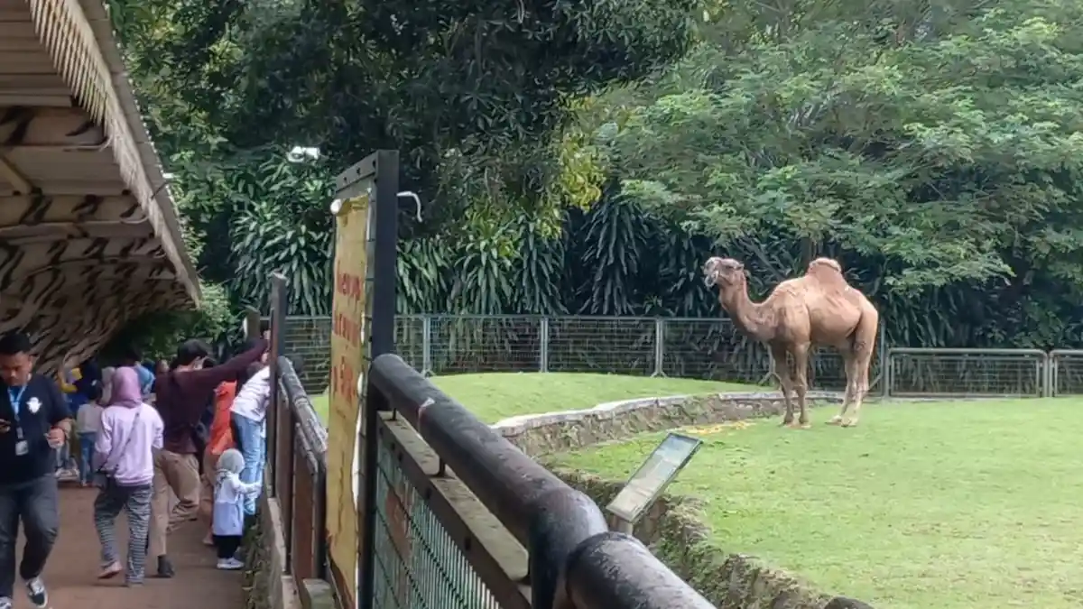 Pengelola Ingatkan Calon Pengunjung Mesti Daftar Online Sebelum Berkunjung ke TM Ragunan