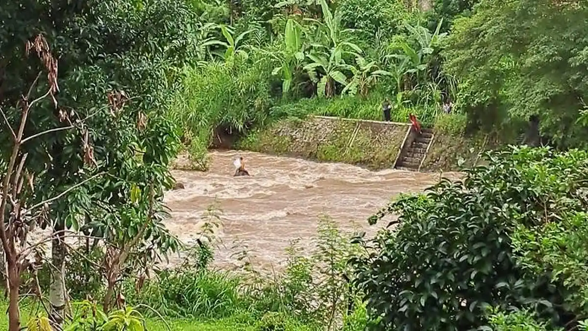 POPULER PADANG: Orang Terjebak di Tengah Sungai dan Harga Sayur Melonjak di Pasar Raya