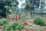 harga-jual-singkong-di-Lampung-Tengah-tembus-Rp-2400-per-kg.jpg