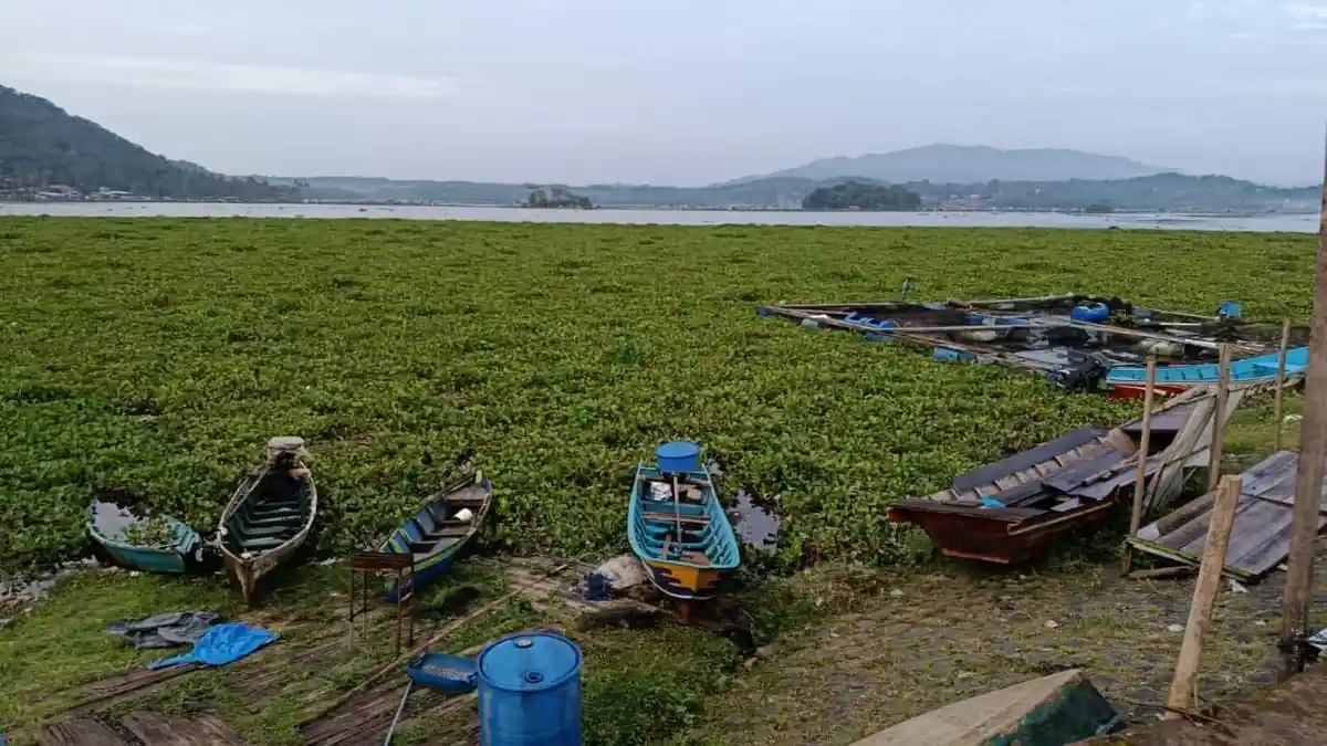 Eceng Gondok Penuhi Waduk Darma Kuningan, Kepala Desa Jagara Minta Penanganan Bersama