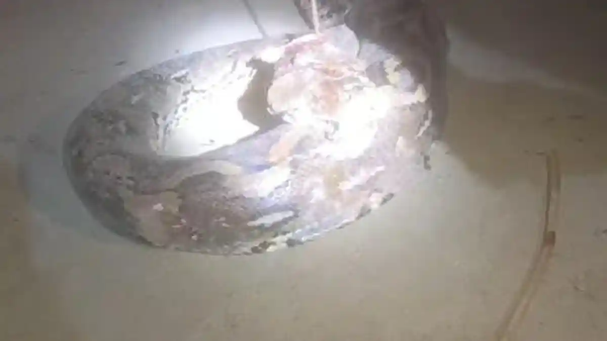 Ular Piton 5 Meter Mati Ditebas Parang Usai Kepergok Mangsa Kambing di Polman