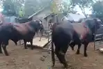 Bengkulu-Tengah-Terima-Bantuan-Sapi-Kurban-Presiden-Bobot-Capai-900-Kg.jpg