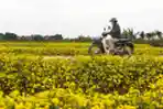 Melihat Budidaya Bunga Krisan di Vietnam