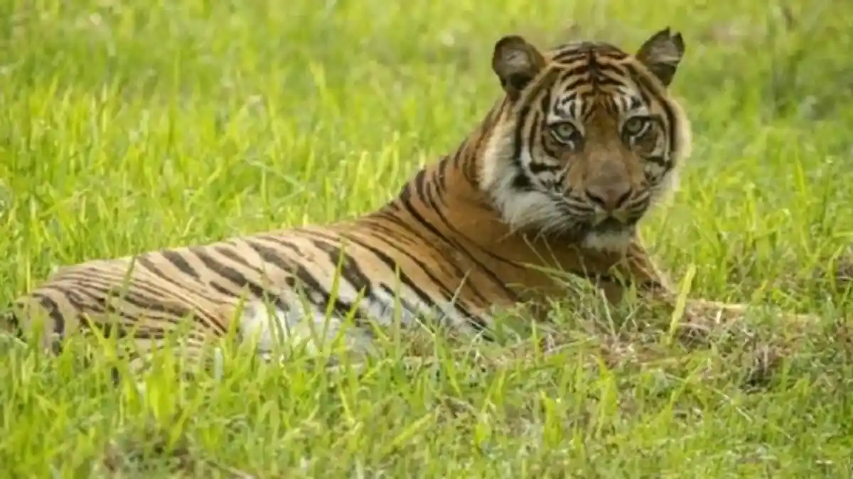 Harimau Turun Gunung Leuser Masuki Pemukiman Warga: 1 Mati, 1 Terluka & 4 Hilang, Simak Info