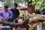 Amukan Puting Beliung di Ngawen Klaten, Jembatan Rusak & 3 Pohon Tumbang, Ganggu Akses Jalan