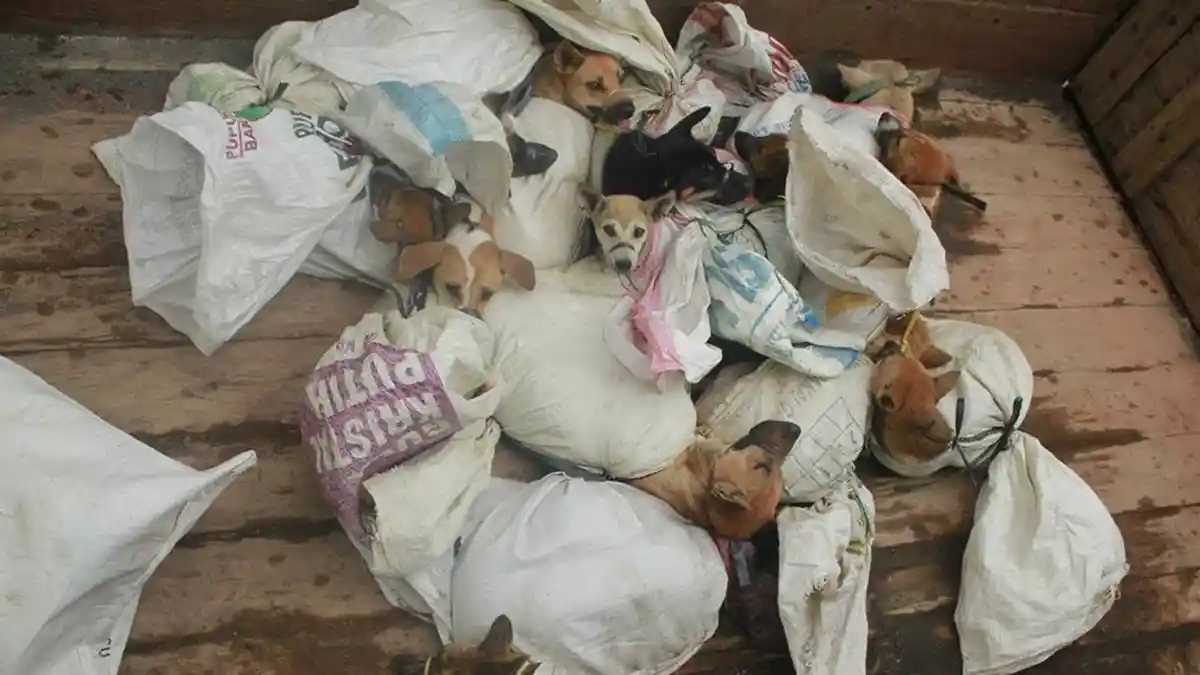 Pengakuan Pemilik Warung 'Sengsu' di Solo, Setiap Hari Habis 12 Ekor Anjing
