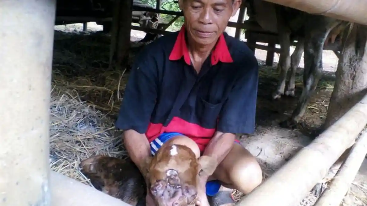 Warga Wonogiri Dihebohkan oleh Anak Sapi yang Terlahir dengan Mata Tiga dan Dua Hidung