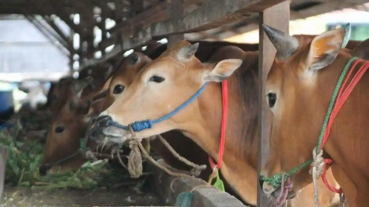 Arti Mimpi Sapi, Bisa Jadi Pertanda Baik Kesuksesan atau Tanda Buruk ...