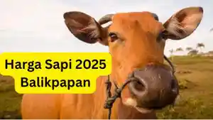 20250509_harga-sapi-balikpapan.jpg