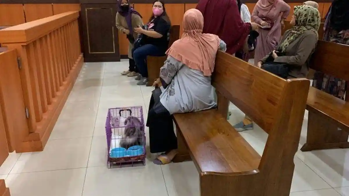 Ikut Sidang Bersama Tiga Wanita Pencekok Miras, Flow si Kucing Dikerumuni Berebut Foto Bareng
