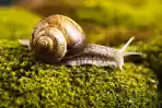 snail.jpg