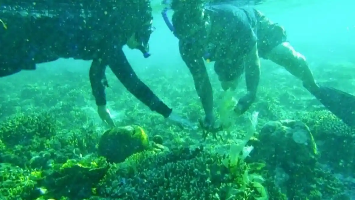 Warga Kampung Yensawai Raja Ampat Berhasil Transplantasi Terumbu Karang