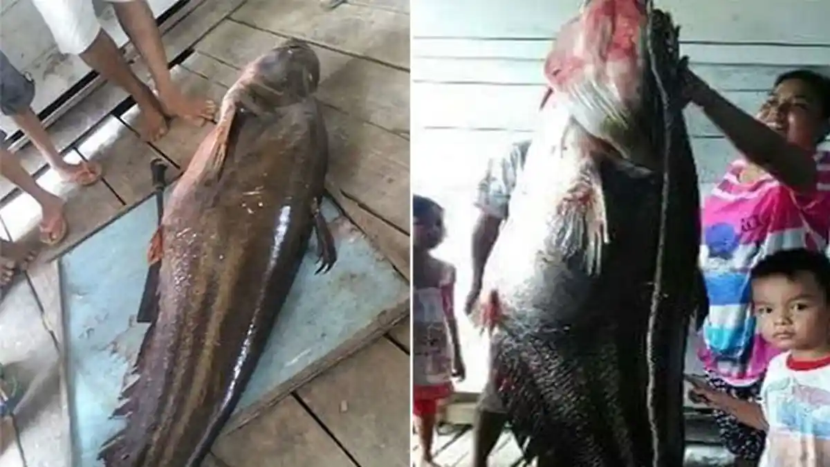 Ikan 'Monster' di Kalimantan Serang 3 Pelajar SMP, Warga Sampai Merasa Diteror, Ini Fakta-faktanya