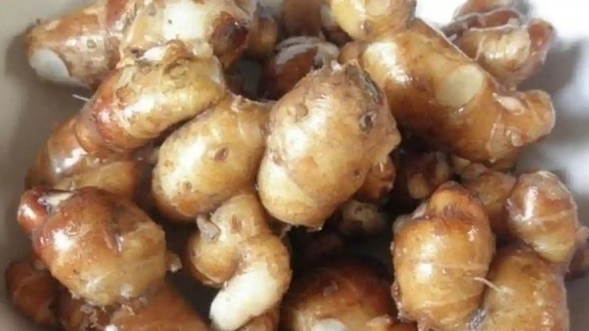 Manfaat Rutin Konsumsi Kencur Sebagai Obat Herbal Alami