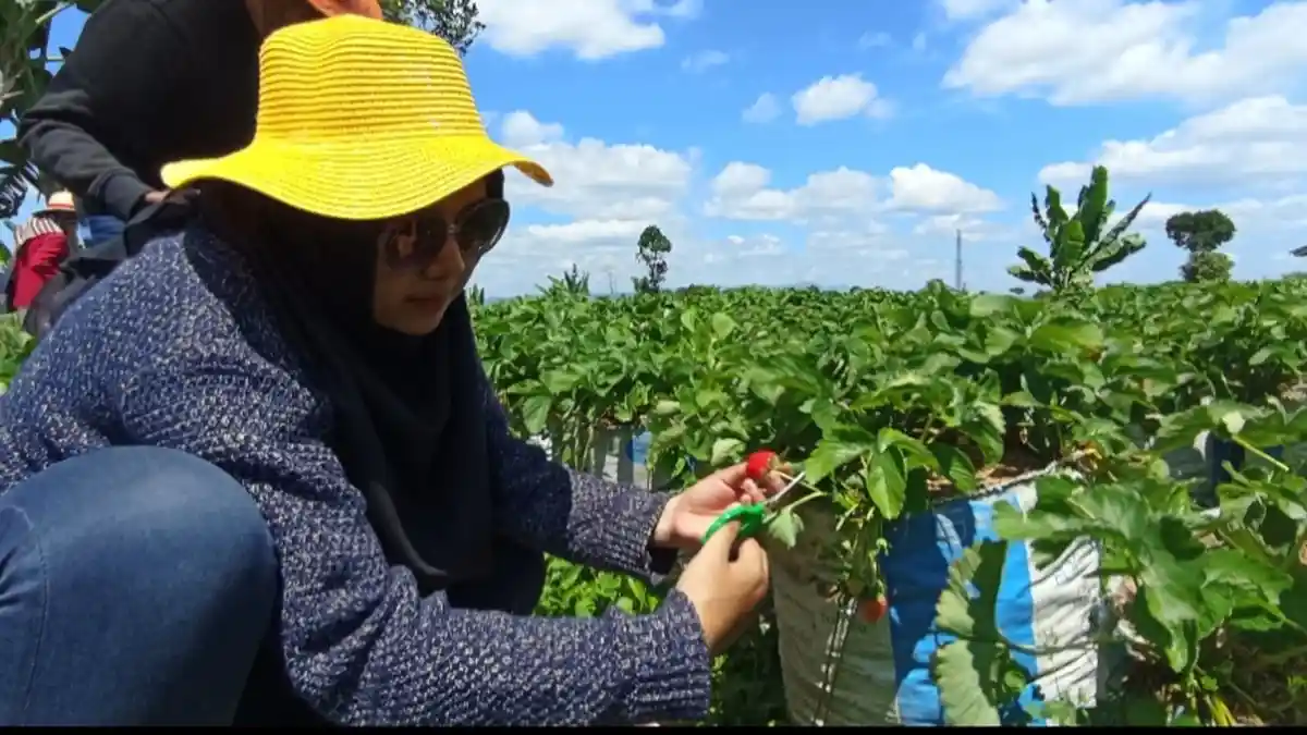 Serunya Wisata Petik Buah Stroberi di Kebun Catra Wonosobo