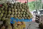 OKI-Mulai-Dibanjiri-Durian-Dari-Lubuklinggau-Harganya-Bisa-Tembus-Rp-100-Ribu-Perbuah.jpg