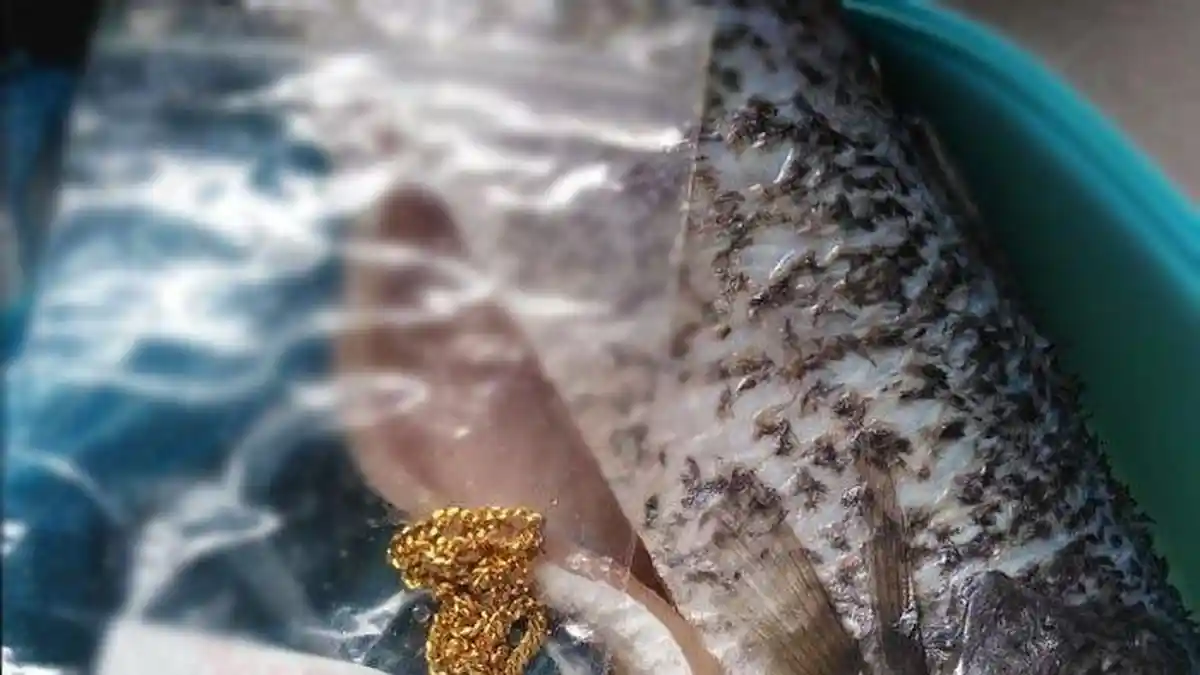 HEBOH Istri Temukan Kalung Emas dalam Perut Ikan, Terbungkus Plastik dan Ada Tulisan Selamat