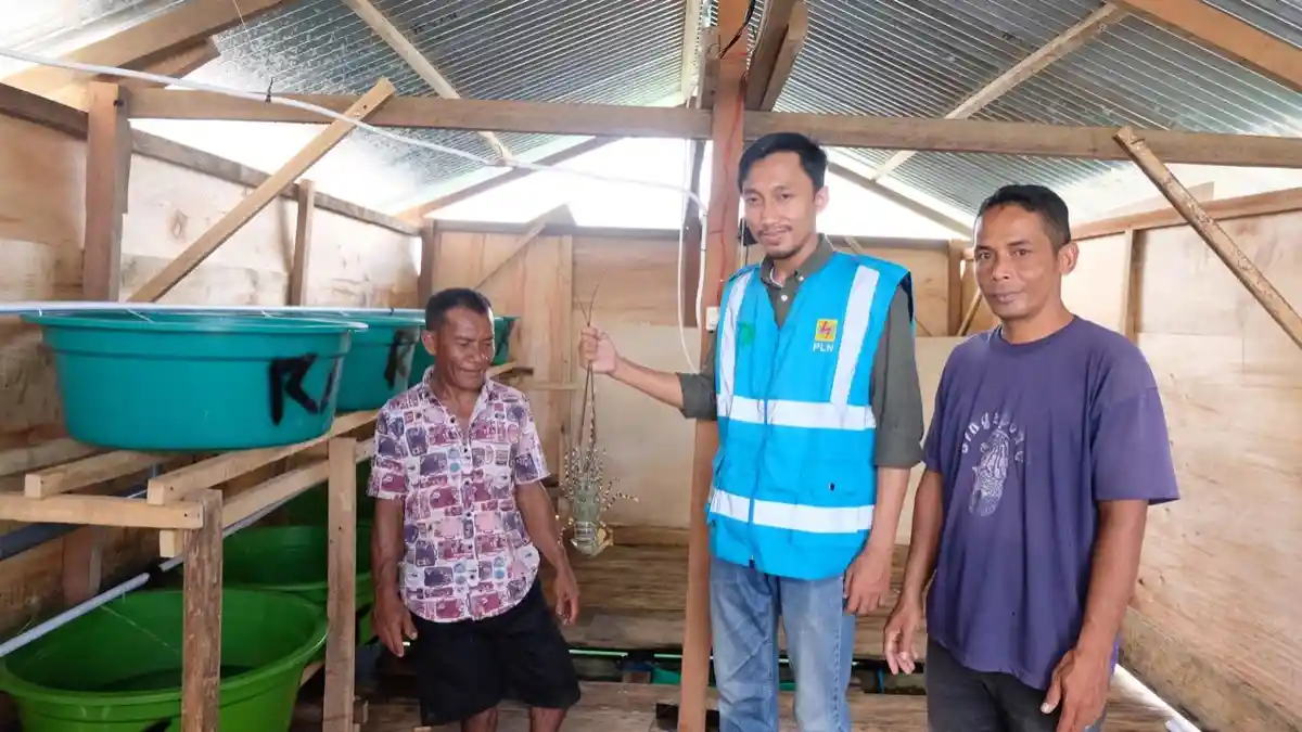 Melalui Program Budi Daya Lobster, PLN Tingkatkan Kesejahteraan Masyarakat di Baubau