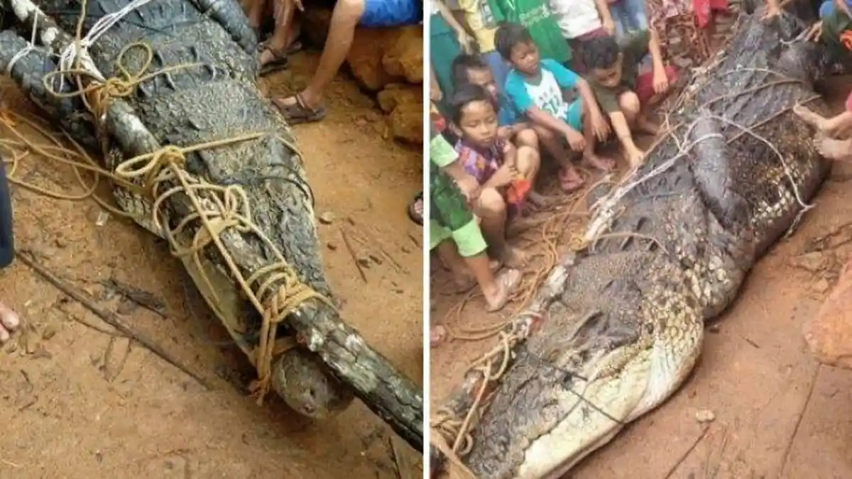 Perut Buaya Dibedah Ternyata Isinya Mayat Bocah yang Hilang