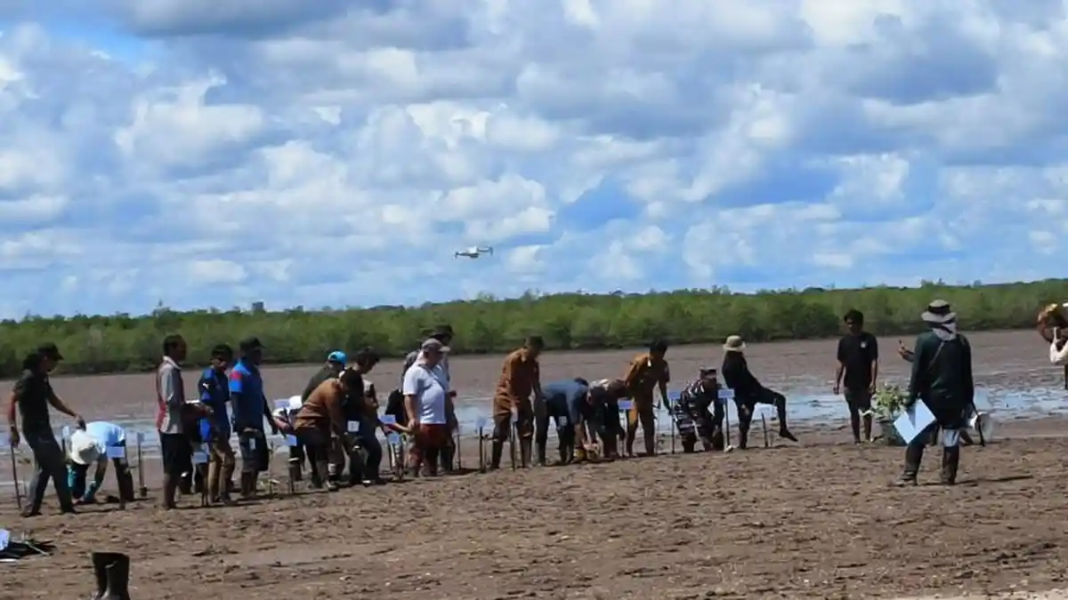 18.750 Bibit Mangrove Ditanam di Tanjung Sabang
