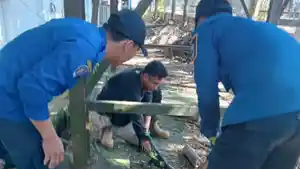 Ular-hitam-sepanjang-1-meter-masuk-di-pekarangan-belakang-BKAD-Kolaka-ditangkap-Damkar.jpg