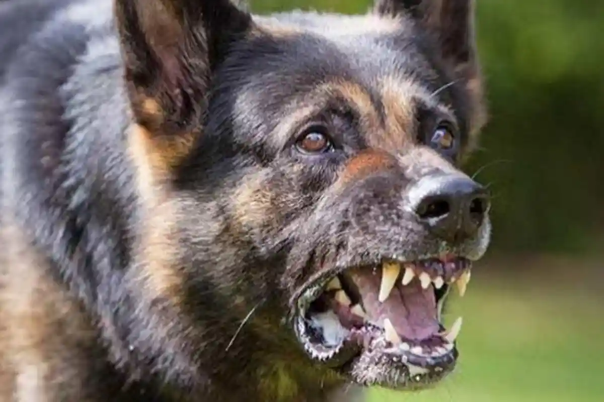 Anjing Pelacak Covid-19, Mampu Deteksi Virus dengan Akurasi 92 Persen, Direkrut Dubai untuk Ini