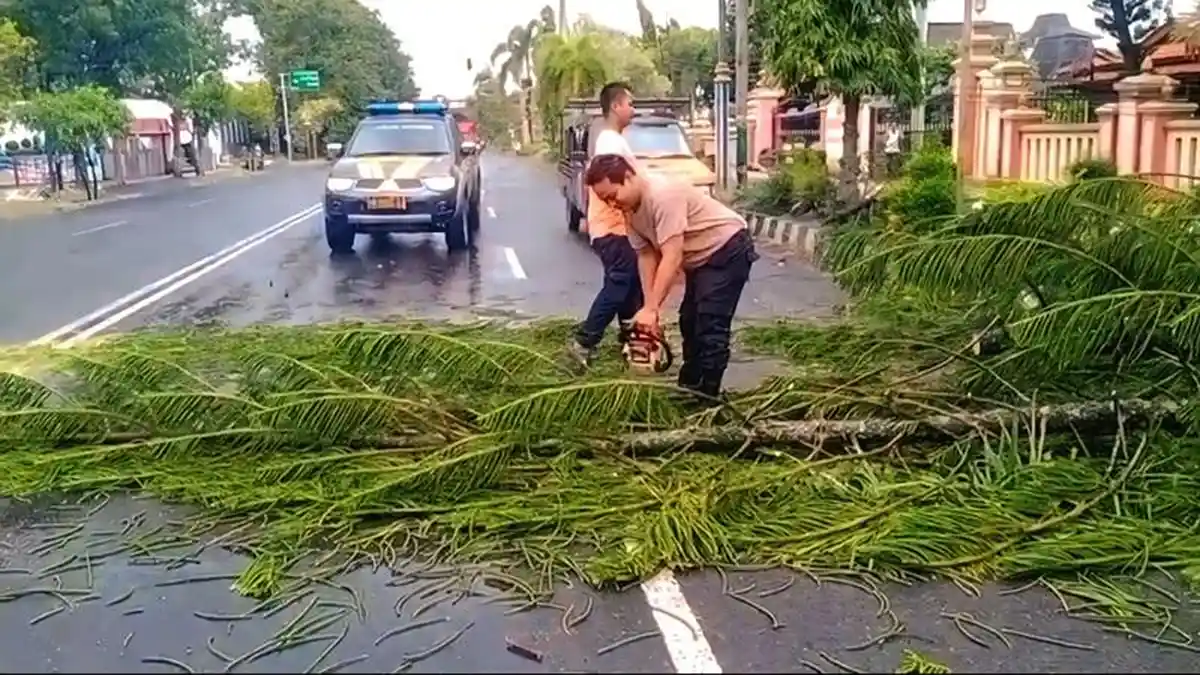 Cuaca Ekstrem, Sebuah Pohon di Margorejo Pati Tumbang Rintangi Pengendara