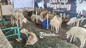 Penampakan-lokasi-jual-hewan-kurban-di-sepanjang-Jalan-Lawu.jpg