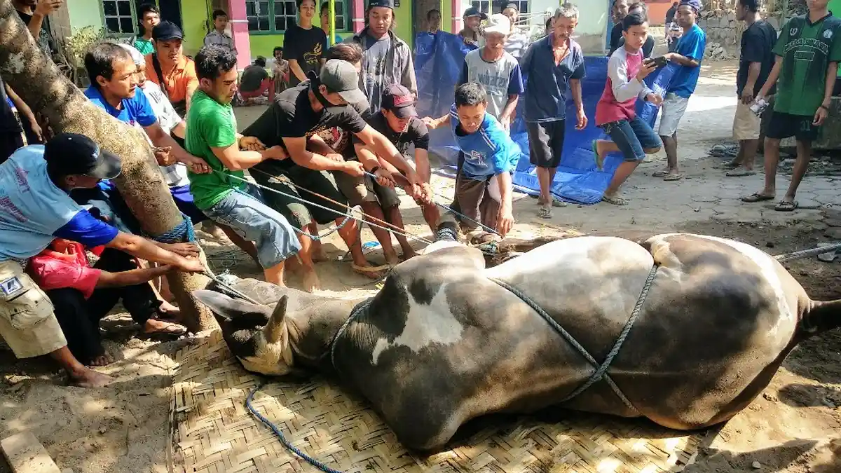Bacaan Doa dan Tata Cara Menyembelih Hewan Kurban