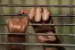 Penyelundupan Anak Singa dan Orangutan Berhasil Digagalkan