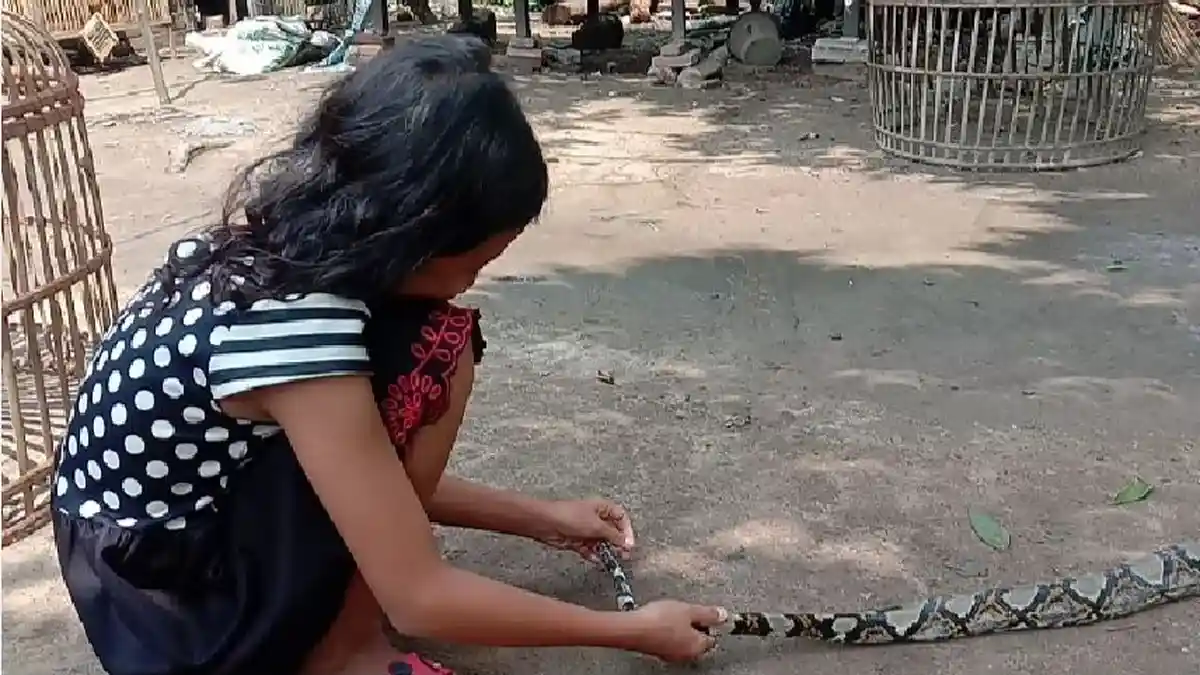 Bocah Perempuan Asal Kayuagung Ini Sangat Senang Bermain Ular, Lucu Badannya Kayak Batik