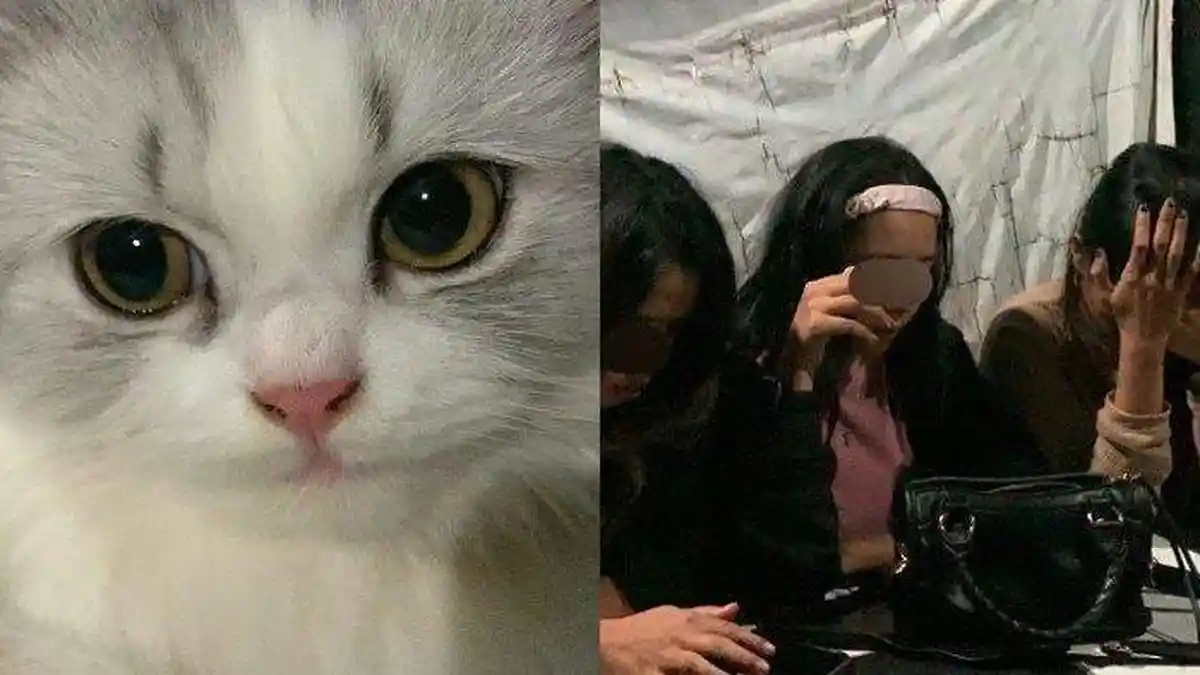 Viral 3 Cewek Cekoki Kucing dengan Miras di Padang, Pelampiasan Setelah Bertengkar dengan Pacar
