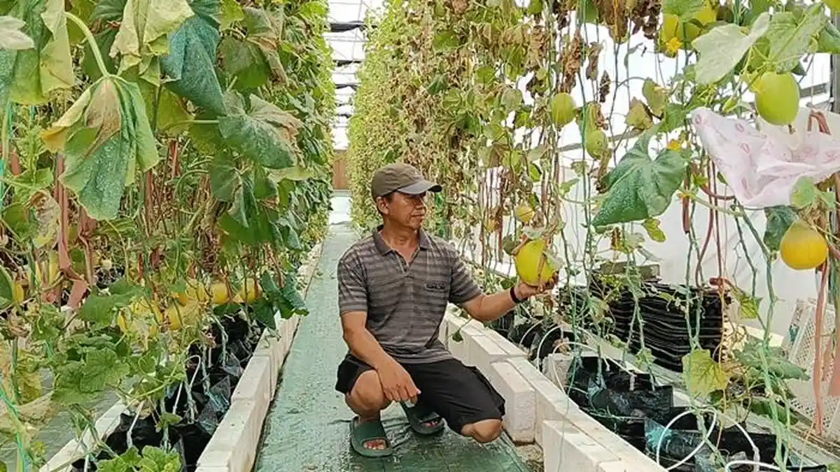 Kelompok Tani Karya Bersama Budidaya Melon Premium Gunakan Smart Green House, Hasilnya Mantap