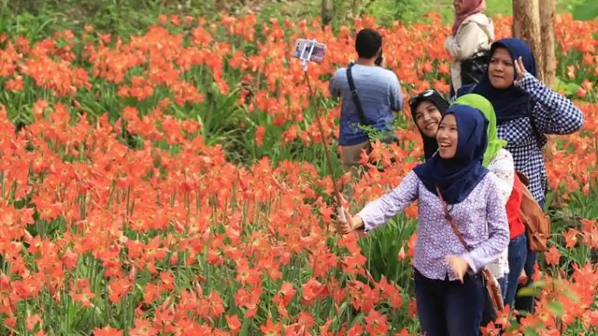 Pemilik Ikhlas Kebun Bunga Lili Indahnya Rusak Terinjak Pengunjung - taman-lily_20151128_235000.jpg