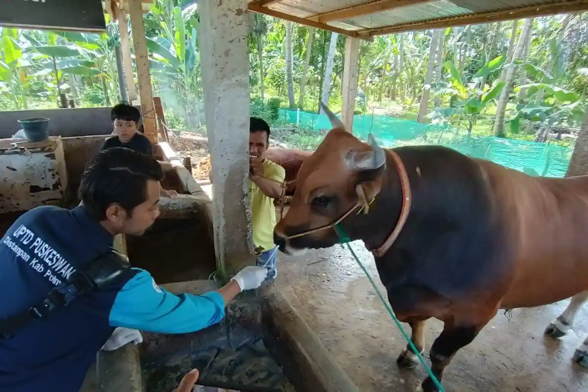 15 Ekor Sapi Kurban Disembelih Besok di Kantor Kanwil Kemenag Sulbar