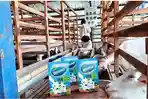 Satu-satunya di Indonesia, Susu Kambing Etawa Gamamilk Miliki Kandungan Herbal untuk Persendian
