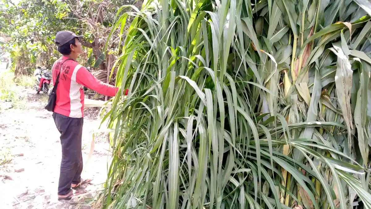 Meski Kemarau, Pakan Ternak Hijauan di Gunungkidul Masih Aman