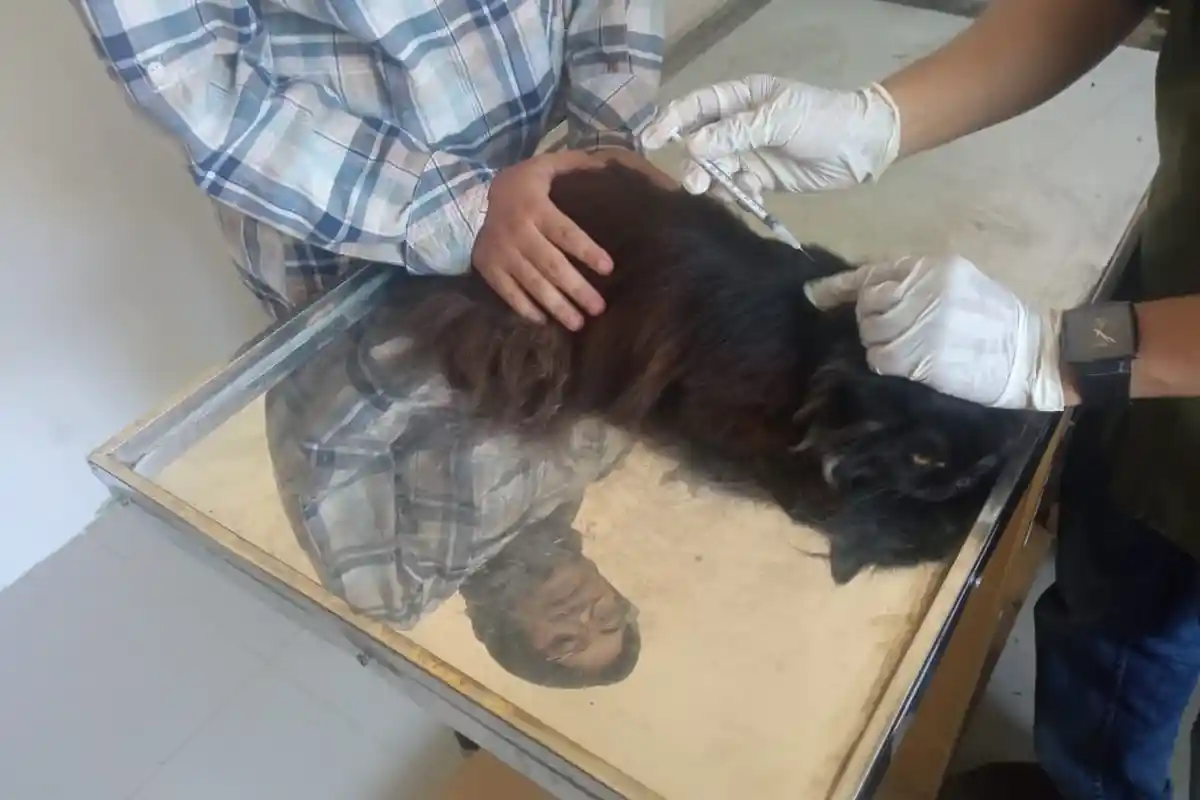 Catat! Ini Jadwal dan Lokasi Pemberian Vaksin Rabies Gratis di Pekanbaru