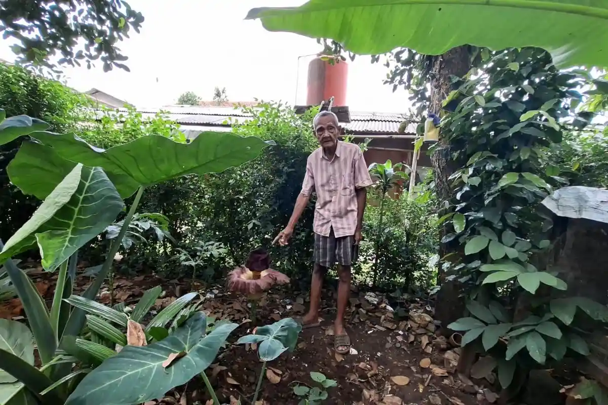 Puluhan Tahun Berkebun, Kakek Sungkono Akui Baru Pertama Kali Lihat Bunga Bangkai Suweg
