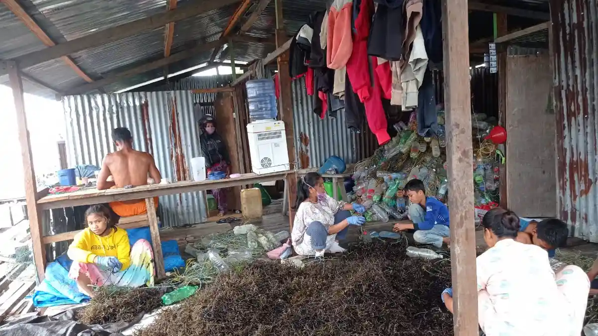Kualitas Rumput Laut Nunukan Menurun, Diduga Terserang Hama Akibat Limbah Industri di Laut