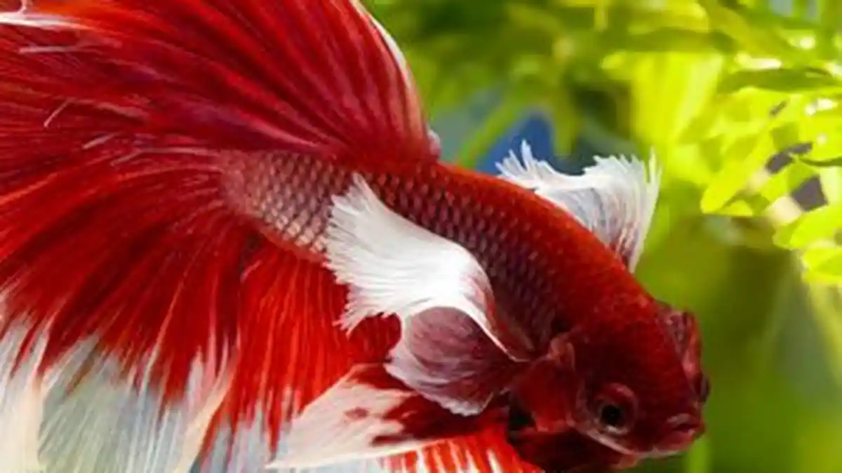 Cantik dan Menawan, Tapi Ikan Cupang Bisa Stres. Ini Penyebab dan Solusinya, Gampang