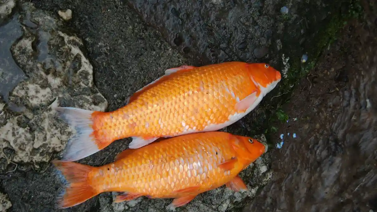 Arti Mimpi Membunuh Ikan, Berhasil Capai Keinginan