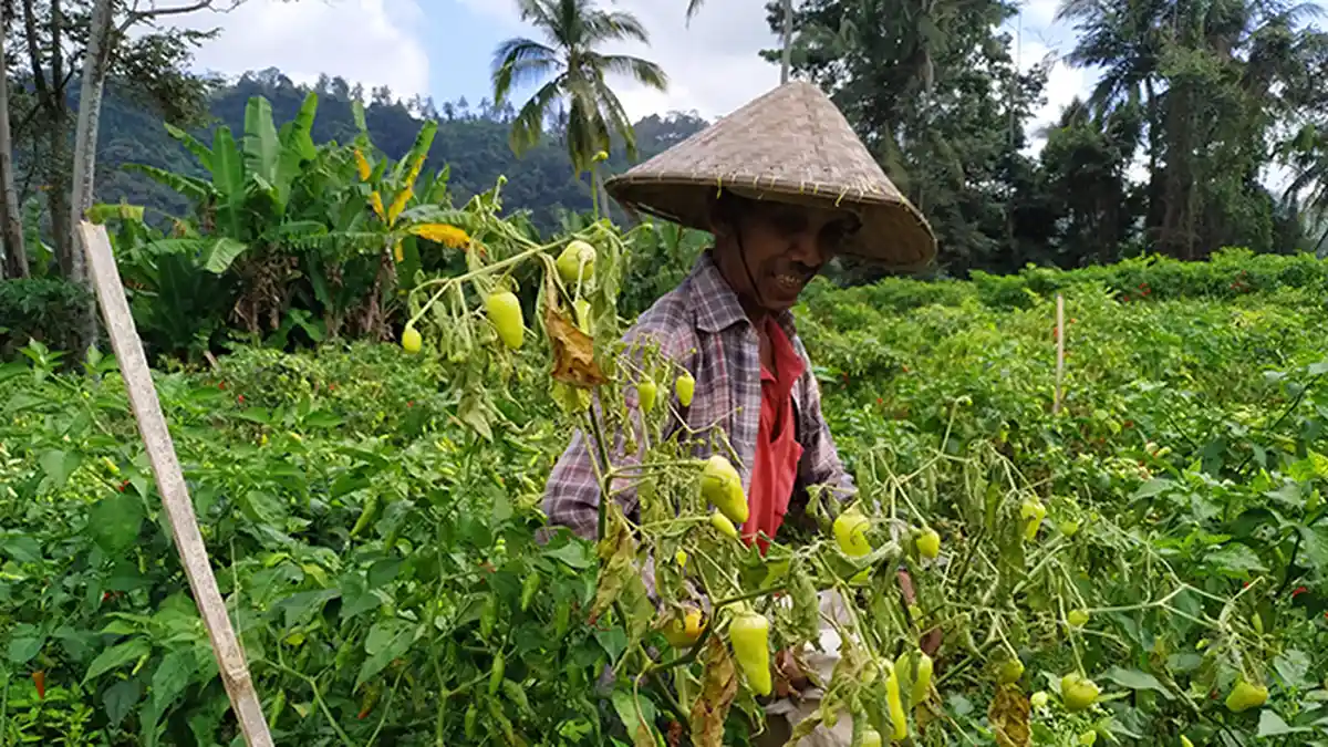 Cuaca Tidak Menentu, Petani di Subak Selisihan mengeluh Pohon Cabai Layu dan Mati