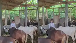 kisah-kades-nyambi-peternak-sapi-kurban.jpg