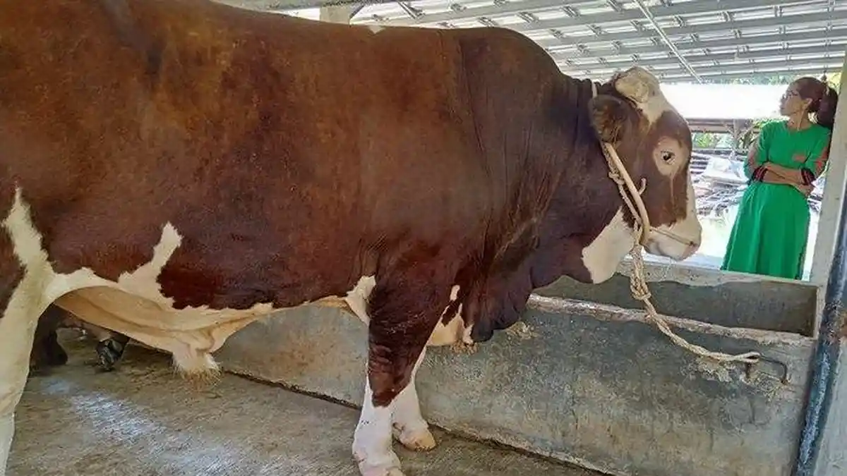 Harga Sapi Limosin di Kukar Kaltim Menjelang Idul Adha 2024, Ada Stok dari Sulawesi