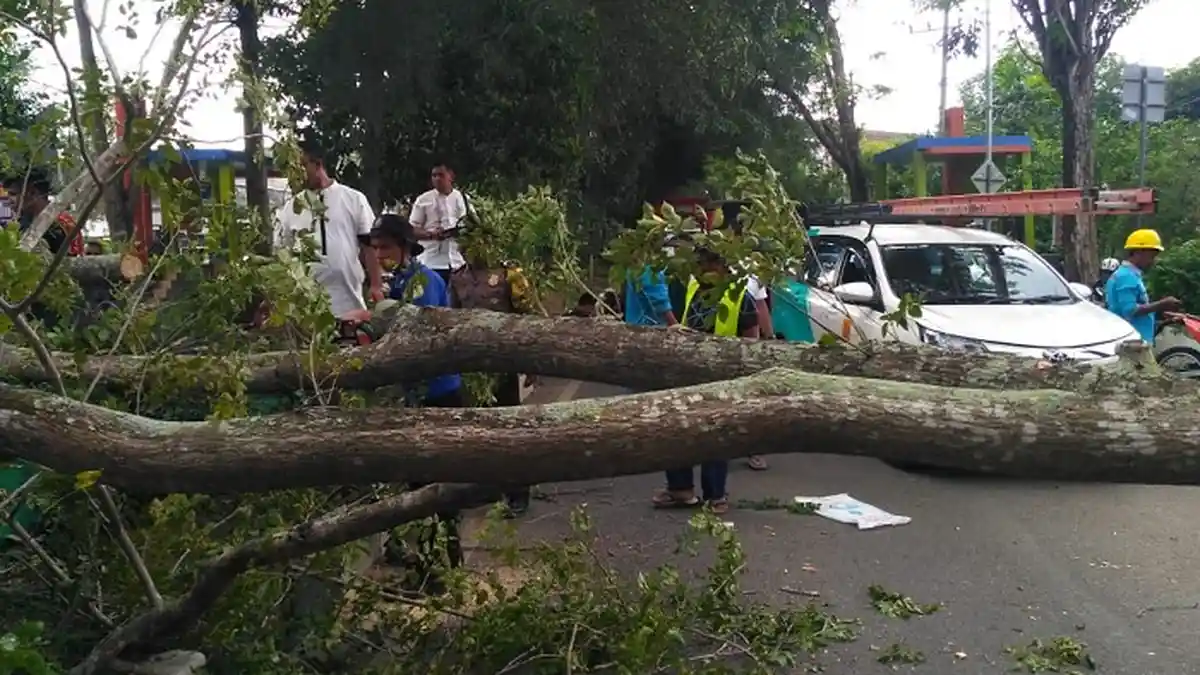Pohon Tumbang Tutupi Jalan Arah ke Bandara Sultan Iskandar Muda Blangbintang