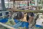 Jangan Salah Pilih! Ini Ciri Sapi dan Kambing Kurban Sehat Menurut Disnakkeswan Sulsel