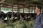 Peternak-sapi-kulim-Idul-Adha-2026.jpg