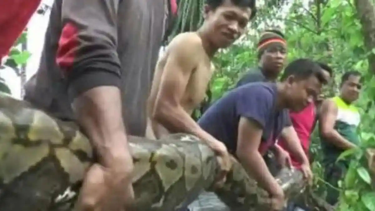 Pemancing Terbirit-birit Dikejar Ular Piton Sepanjang 10 Meter