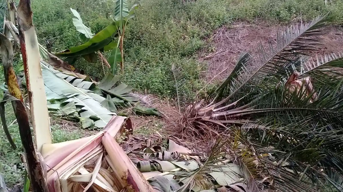 Tanaman Petani di Desa Bunin Aceh Timur Dirusak Gajah